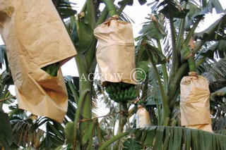 Bananowe torby uprawowe