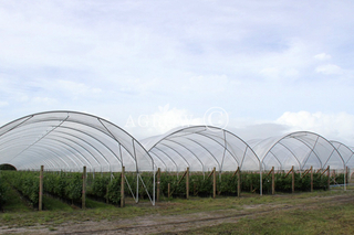 Multi-Bay Poly Tunnel Hoop House